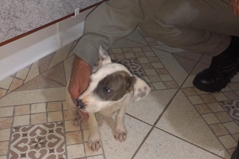 PM de folga flagra abandono de cão e detém suspeito em Teutônia