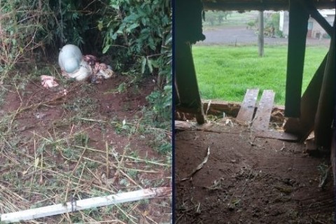 Abigeato: criminosos invadem propriedade e abatem novilha em Cruzeiro do Sul