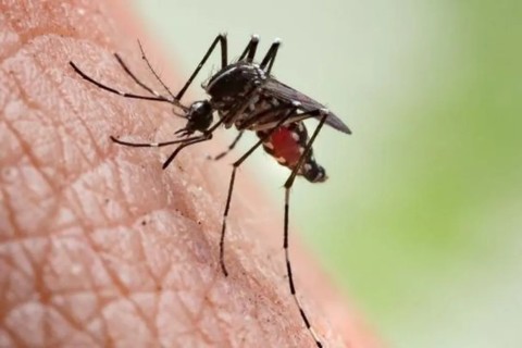 Vale do Taquari tem 298 casos de dengue; Teutônia tem o maior percentual