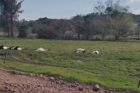 Bovinos morrem por choque elétrico no interior de Estrela; prejuízo se aproxima dos R$ 100 mil