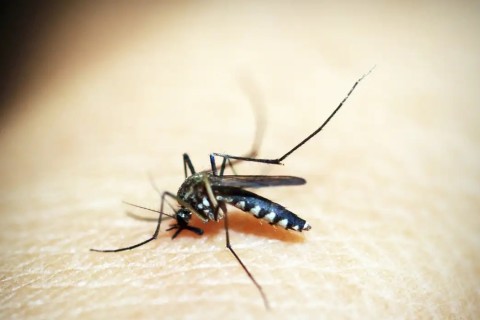 Centro Estadual de Vigilância em Saúde confirma óbito por dengue em Estrela