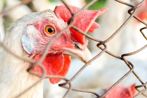 Primeiro caso de gripe aviária em granja comercial do Brasil é detectado no RS, diz Ministério da Agricultura