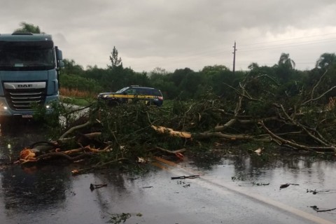 Ventos fortes tombam caminhão e derrubam árvores em Cruz Alta